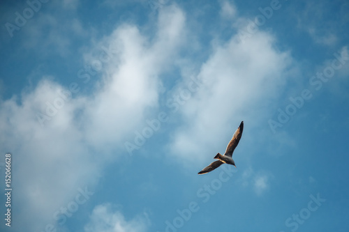 Gull Cormorant in the blue sunny sky background photo