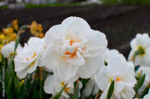 Fototapeta Naklejka Na Ścianę i Meble -  Flowers narcissuses a grade terry blossom in the spring
