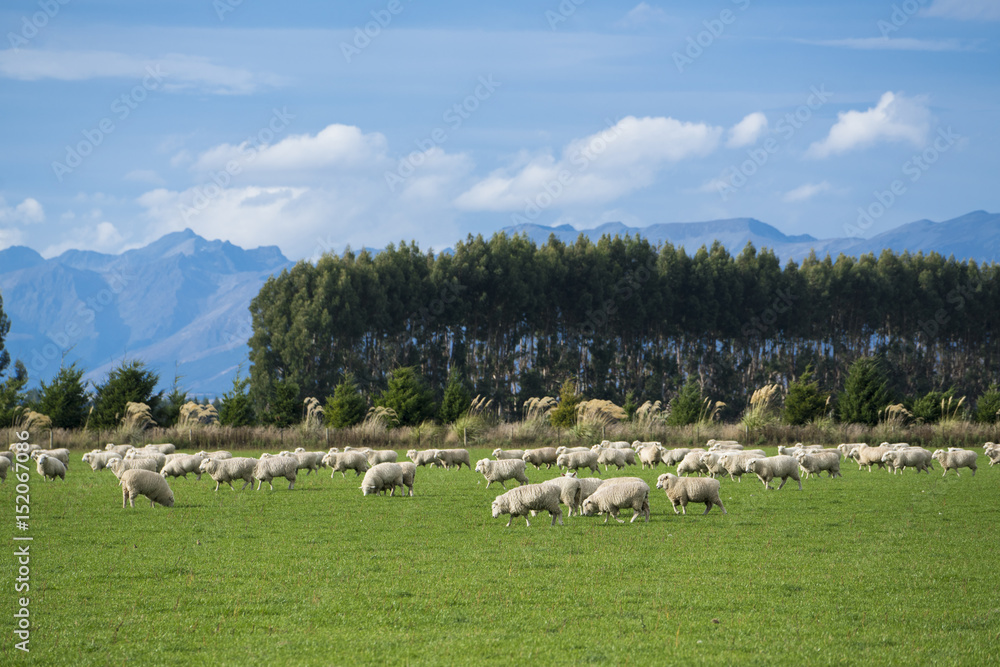 Fototapeta premium Sheep in New Zealand