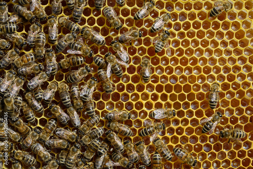 Bees on honeycomb processed fresh nectar into honey. Apiculture.