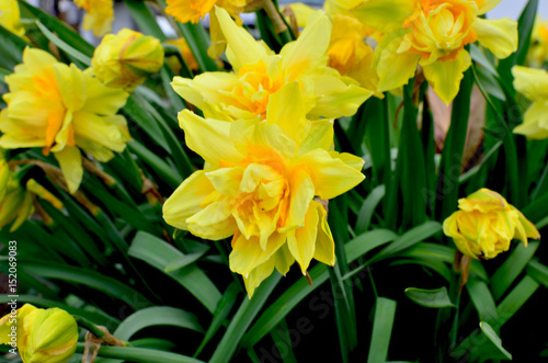 Fototapeta Naklejka Na Ścianę i Meble -  Flowers narcissuses a grade terry blossom in the spring
