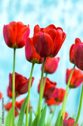 Red natural tulips