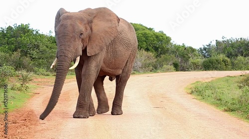Large male African Elephant walking on a dirt road in wildlife reserve in South Africa