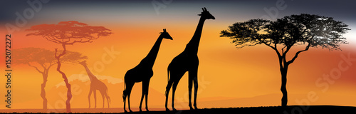 Desert view with giraffes. Background with African fauna and flora