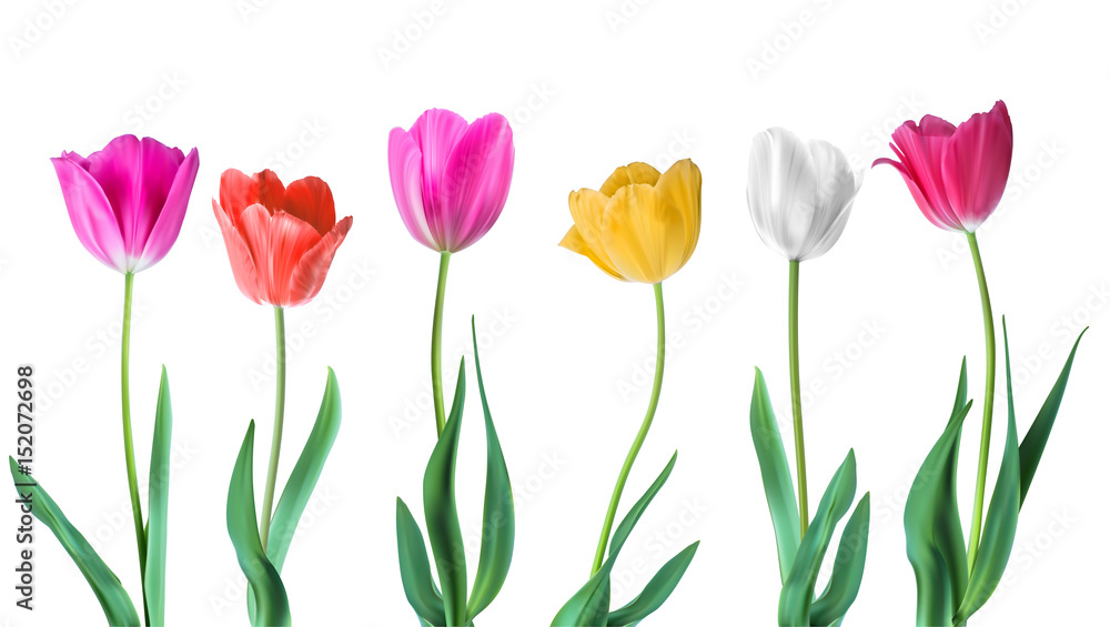 Fototapeta Tulipany. Wektor kolor tulipany na białym tle. Kwiaty w różnych kształtach do projektowania i pozdrowienia, karty pocztówki dla swoich bliskich.
