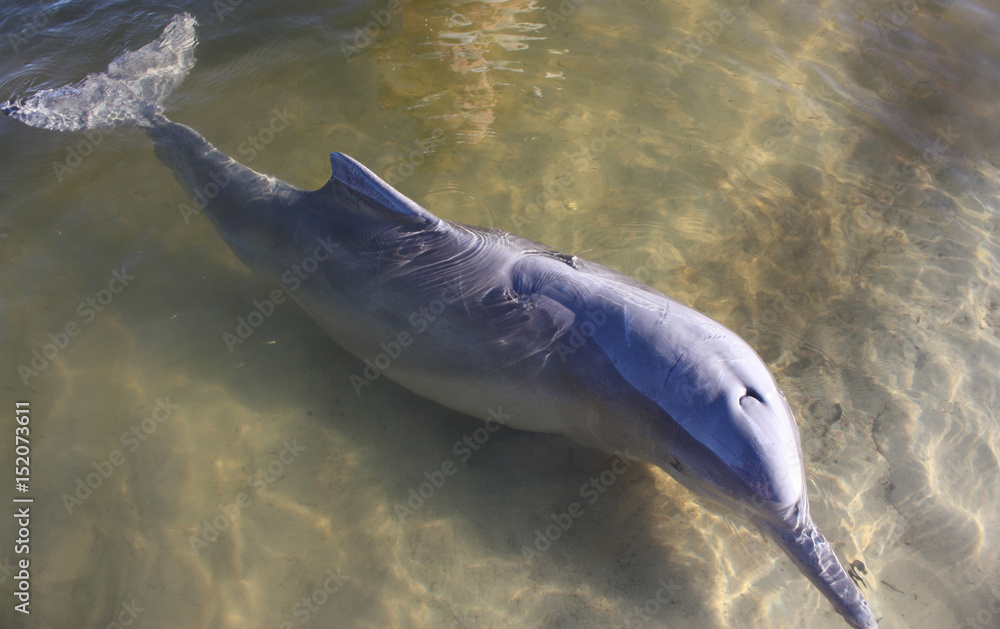 Fototapeta premium Beautiful wild dolphin