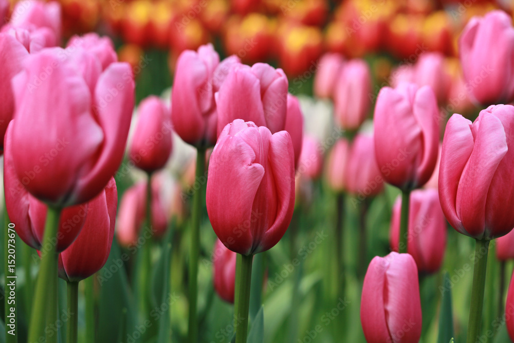 Tulips Tulips