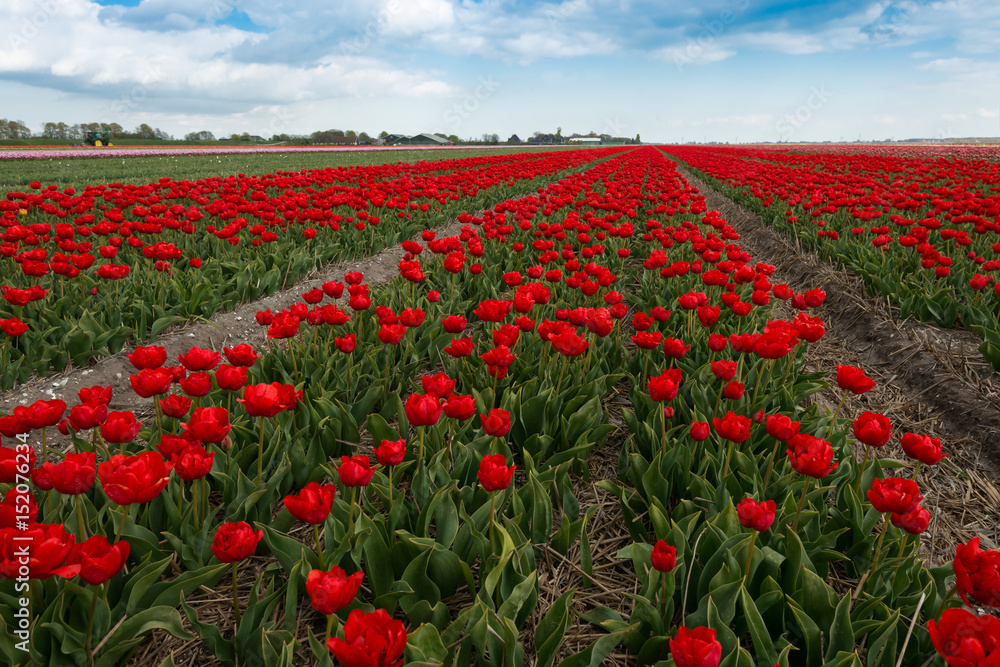 Beautiful red tulip fields in the North Netherlands in spring, Holland Beautiful red tulip fields in the North Netherlands in spring, Holland