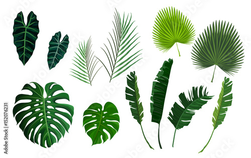 Vector tropical palm leaves, jungle leaves set