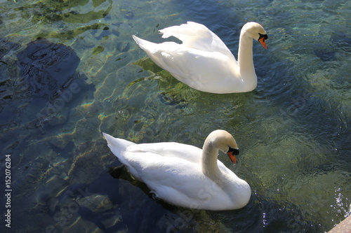 white swans on a pond