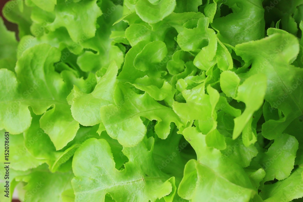 Lettuce hydroponics Lettuce hydroponics