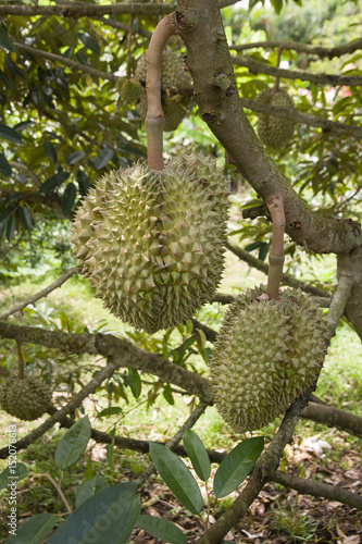 Durian sweet fruit from Thailand © sarawuth123
