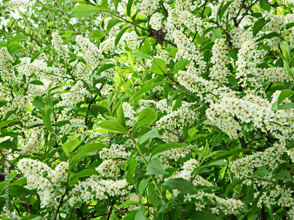 Flower fairy.Nature is always ready to help us hold on to the tree and feel refreshed and energetic. Flower fairy.Nature is always ready to help us hold on to the tree and feel refreshed and energetic.