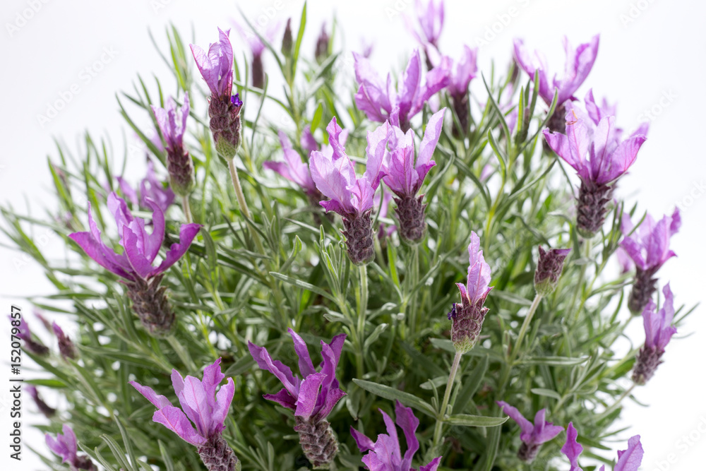 Fototapeta premium Lavandula stoechas, Spanish lavender