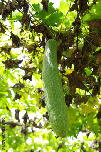 Luffa green vegetable