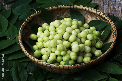 Canvastavla top view fresh Phyllanthus acidus or  star gooseberry with green leaves on bambo