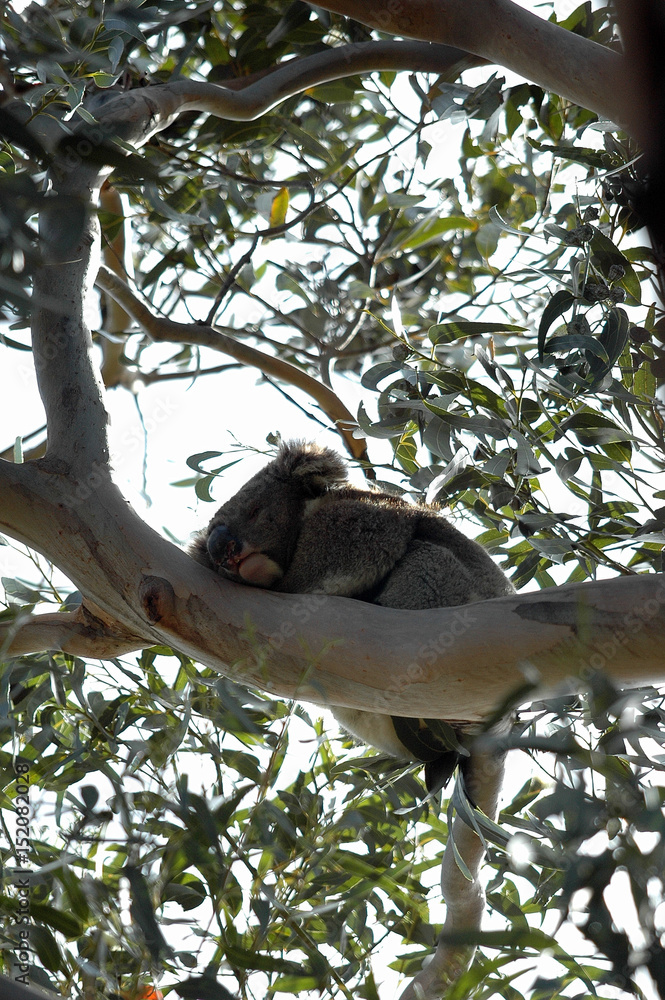 Fototapeta premium koala