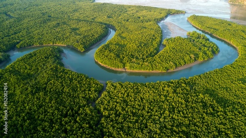 Aerial mangrove forest view photo