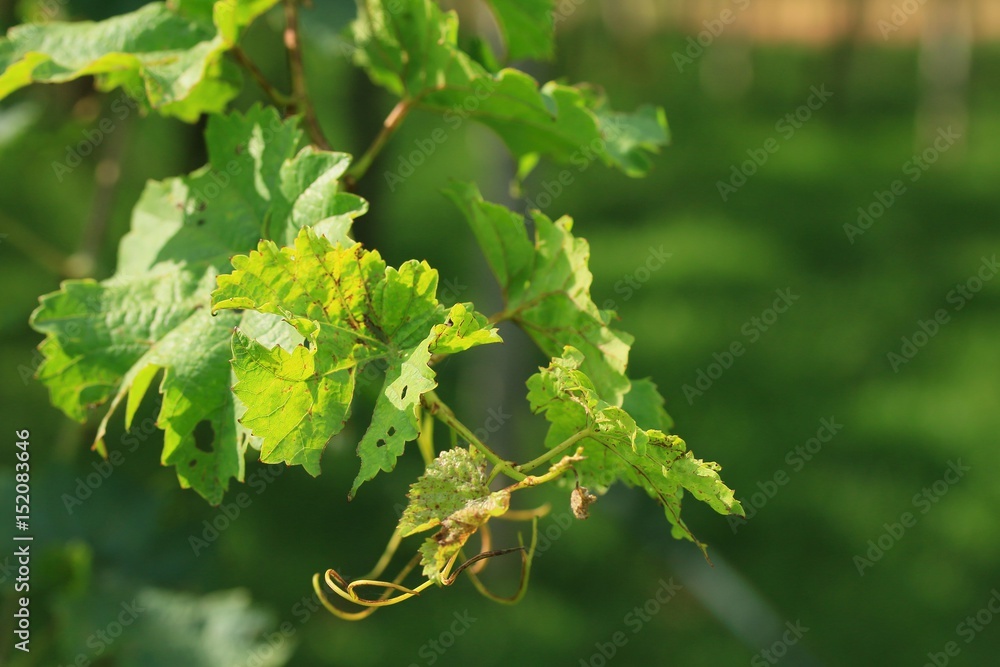 Fototapeta premium Grape leaves