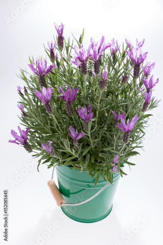 Fototapeta Naklejka Na Ścianę i Meble -  Schopf-Lavendel (Lavandula stoechas) im Eimer