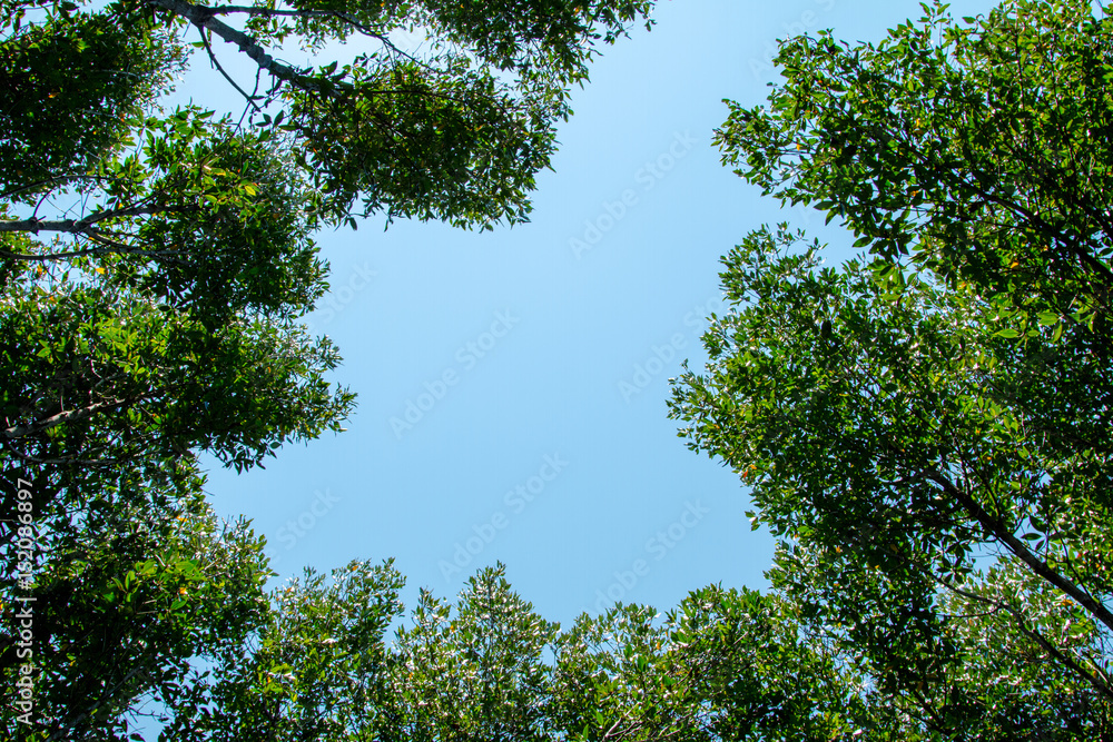 Obraz premium mangrove forest inThailand