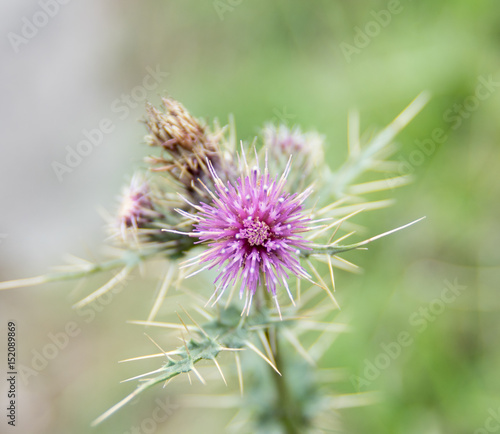 A Thistle Flower