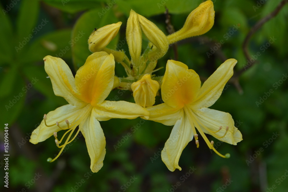 de geurende azalea bloeit in het voorjaar in de stadstuin