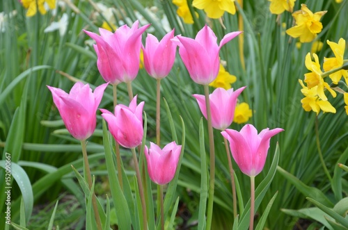 Rosa Tulpen blühen im Garten