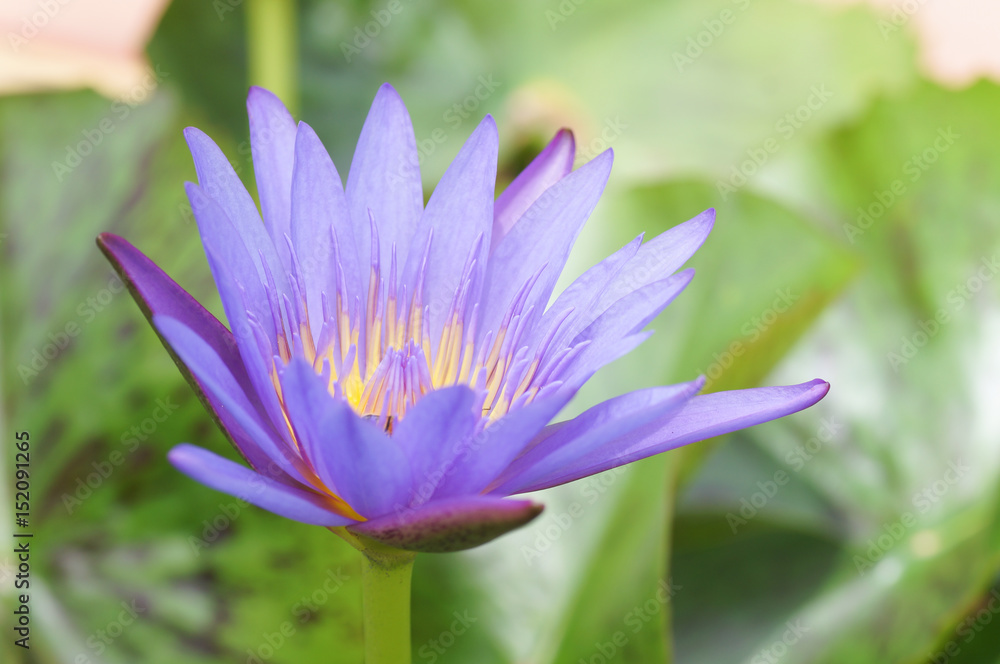 Beautiful Purple Lotus in pool Beautiful Purple Lotus in pool