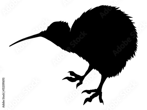 kiwi bird
