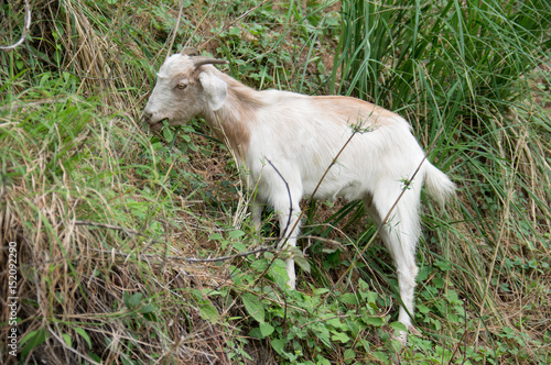 Goat Eating Grass