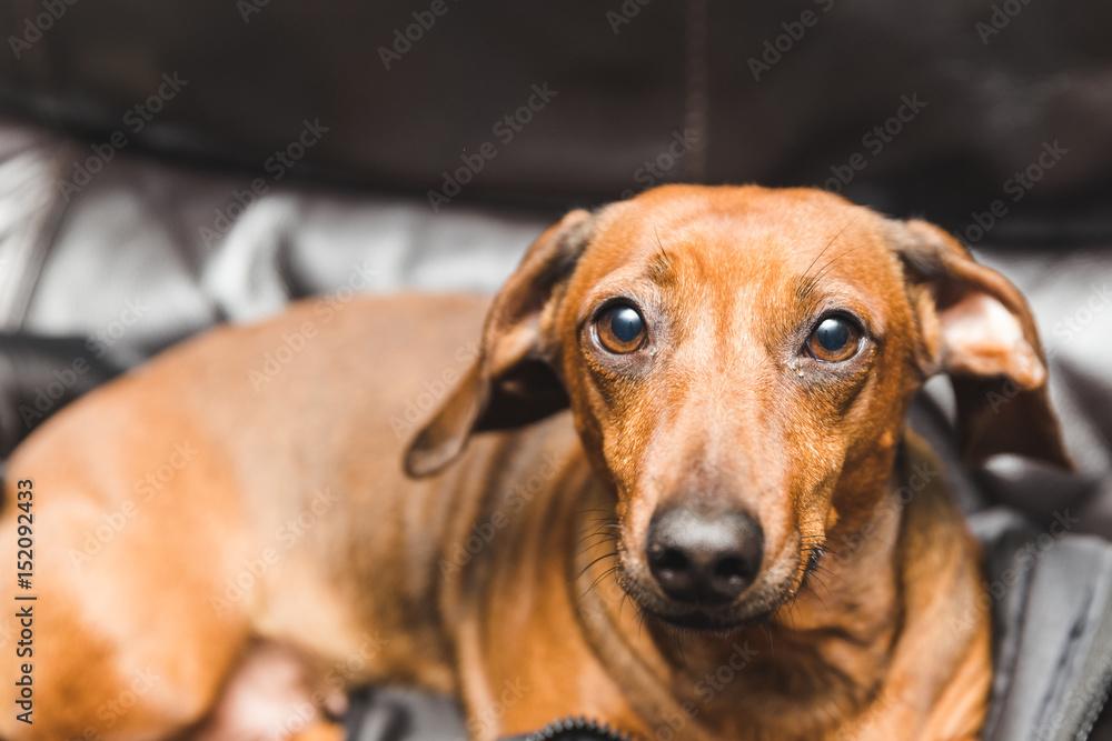 Cute Dachsund or Weiner Dog