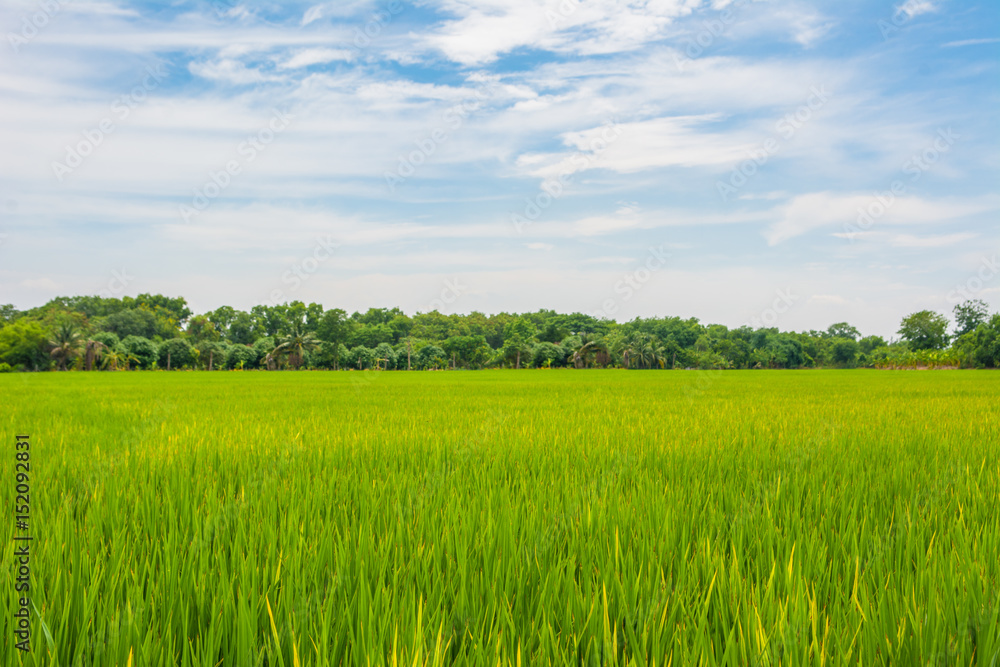 Rice field with forest and blue sky background Rice field with forest and blue sky background