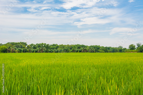 Rice field with forest and blue sky background
