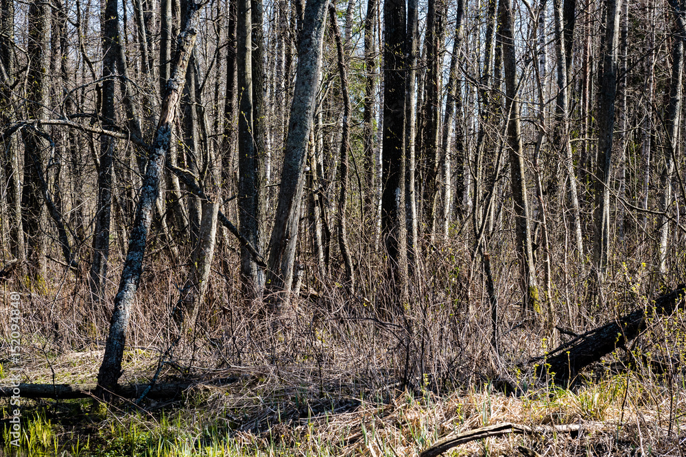 Obraz premium fir trees on a meadow down the will to coniferous forest in foggy forest