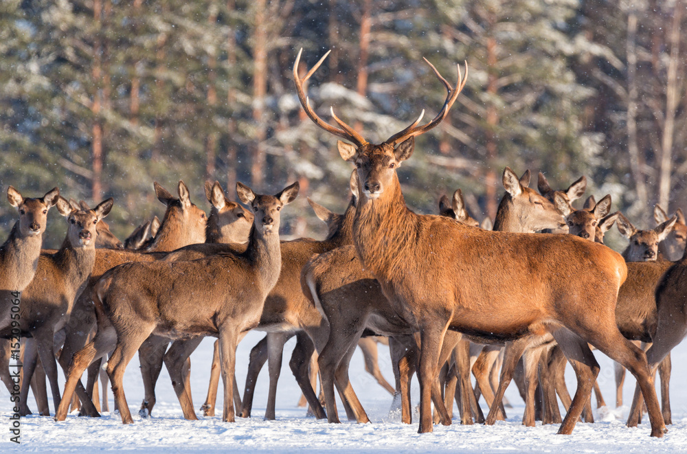 Obraz premium Great noble deer surrounded by herd.Portrait of a deer, while looking at you.Adult deer with big beautiful horns on snowy field on forest background. Desired trophy for hunters.Winter.Belarus, Europe