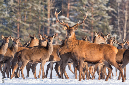 Great noble deer surrounded by herd.Portrait of a deer, while looking at you.Adult deer with big beautiful horns on snowy field on forest background. Desired trophy for hunters.Winter.Belarus, Europe