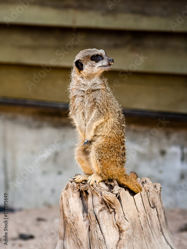A suricate Suricata suricatta standing on a log