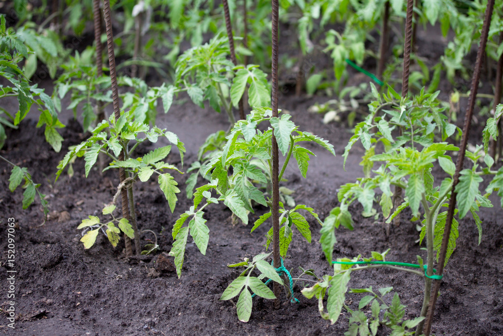 Plantation of young seedlings with tomatoes in the garden outdoors. Plantation of young seedlings with tomatoes in the garden outdoors.