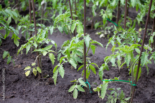 Plantation of young seedlings with tomatoes in the garden outdoors.