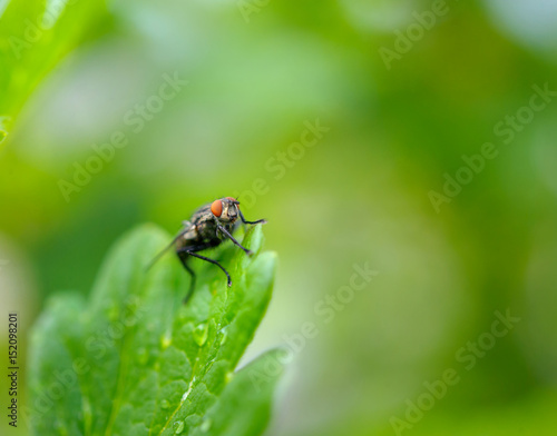 fly the vacationer on a green leaf in a garden