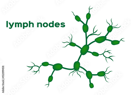 lymph nodes vector photo