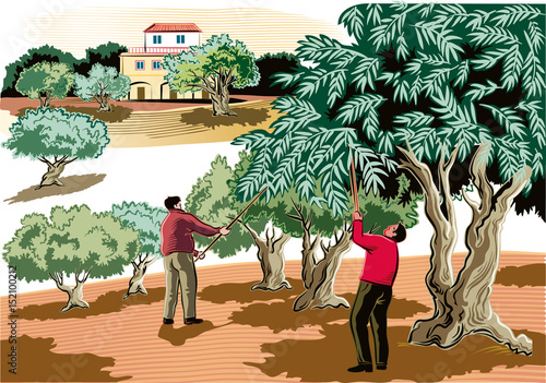 Two men collect the olives directly from the tree.