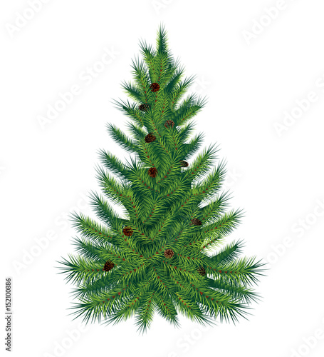 Single pine tree, isolated on white background. Vector © axellwolf