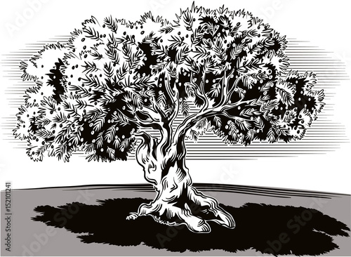 Old olive tree and tortuous.
