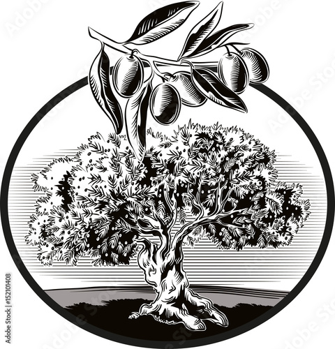 circular frame, shows an old olive tree.