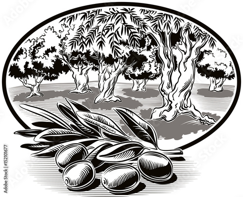 Olives on a branch and within an oval frame an olive grove.