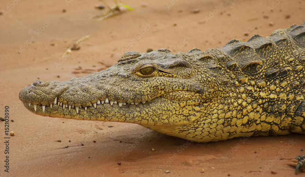 Portrait of a crocodile in profile close