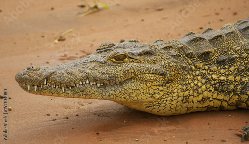 Portrait of a crocodile in profile close