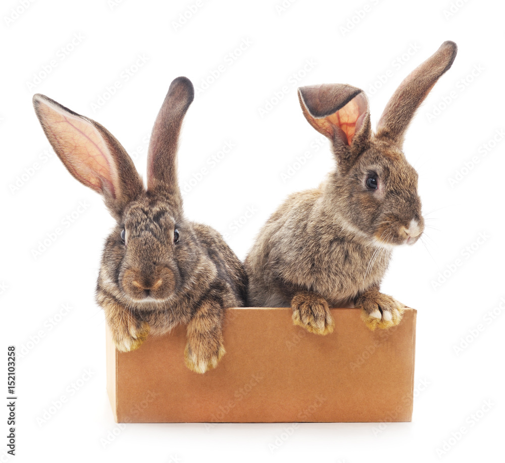 Obraz premium Two rabbits in a box.